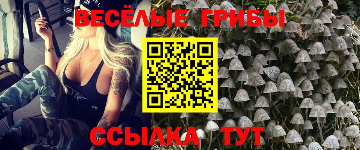 Псилоцибиновые грибы Psilocybe  Вход с VPN  Балтийск 